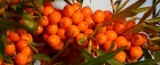 Hippophae - Sea-Buckthorn 450g Fresh Frozen